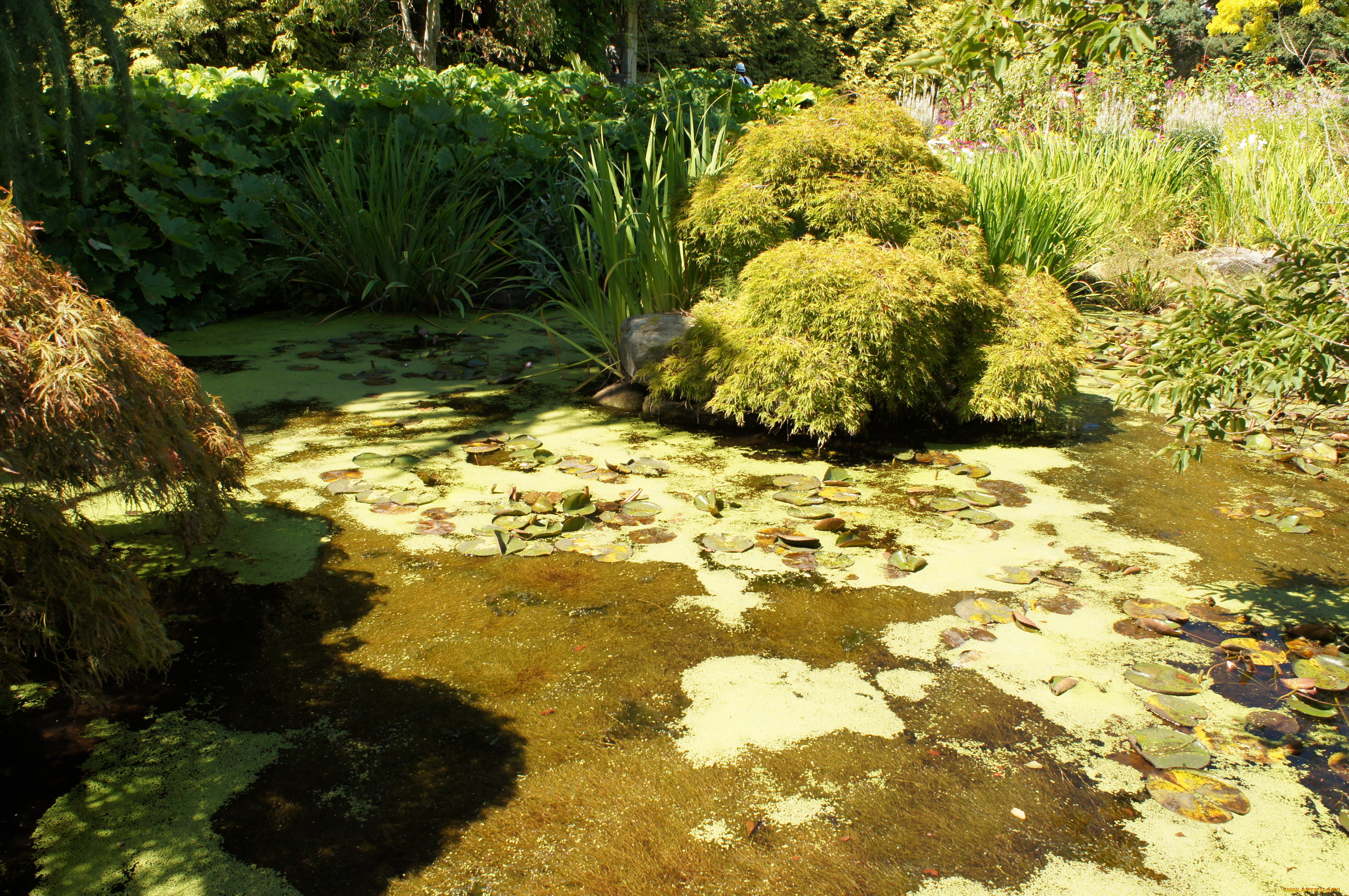 vandusen, botanical, garden, vancouver, , , , , , 